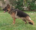 Jack dei Rossomori Jack dei Rossomori