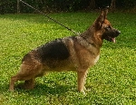 INEZ dei Rossomori 