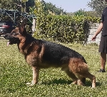 Ciento dei Rossomori Ciento dei Rossomori