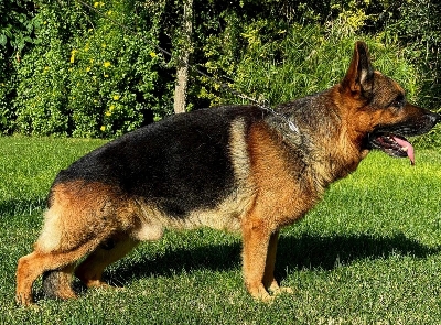 Primo dei Rossomori (Clicca per ingrandire) Primo dei Rossomori (Clicca per ingrandire)