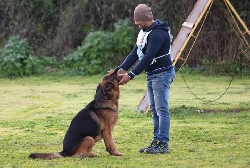 Hagler dei Campi Robbiati