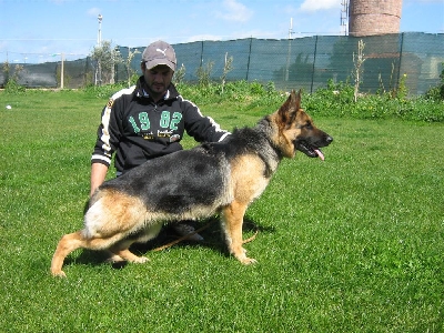 Brenda dei Rossomori (Clicca per ingrandire) Brenda dei Rossomori (Clicca per ingrandire)