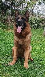 Athos del Ceresio
