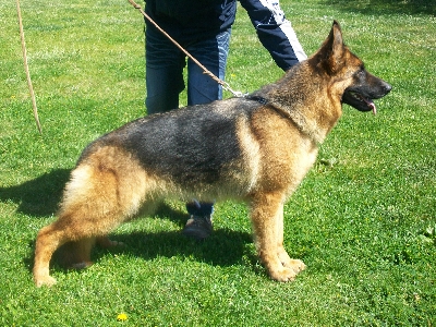 Kayla dei Rossomori (Clicca per ingrandire) Kayla dei Rossomori (Clicca per ingrandire)