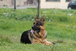 Red dei Rossomori