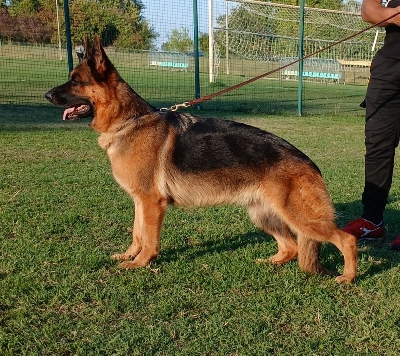 LADY dei Rossomori  (Clicca per ingrandire)