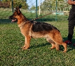 LADY dei Rossomori 